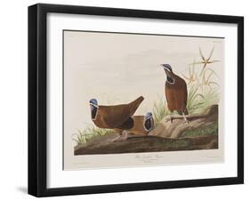 Illustration from 'Birds of America', 1827-38-John James Audubon-Framed Giclee Print