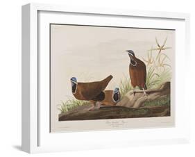 Illustration from 'Birds of America', 1827-38-John James Audubon-Framed Giclee Print