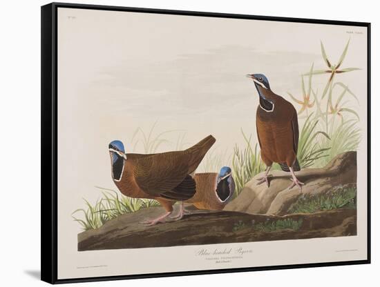 Illustration from 'Birds of America', 1827-38-John James Audubon-Framed Stretched Canvas