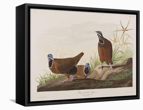 Illustration from 'Birds of America', 1827-38-John James Audubon-Framed Stretched Canvas