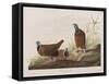 Illustration from 'Birds of America', 1827-38-John James Audubon-Framed Stretched Canvas