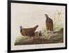 Illustration from 'Birds of America', 1827-38-John James Audubon-Framed Giclee Print