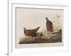 Illustration from 'Birds of America', 1827-38-John James Audubon-Framed Giclee Print