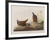 Illustration from 'Birds of America', 1827-38-John James Audubon-Framed Giclee Print