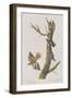 Illustration from 'Birds of America', 1827-38-John James Audubon-Framed Giclee Print