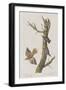 Illustration from 'Birds of America', 1827-38-John James Audubon-Framed Giclee Print