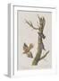 Illustration from 'Birds of America', 1827-38-John James Audubon-Framed Giclee Print