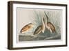 Illustration from 'Birds of America', 1827-38-John James Audubon-Framed Giclee Print