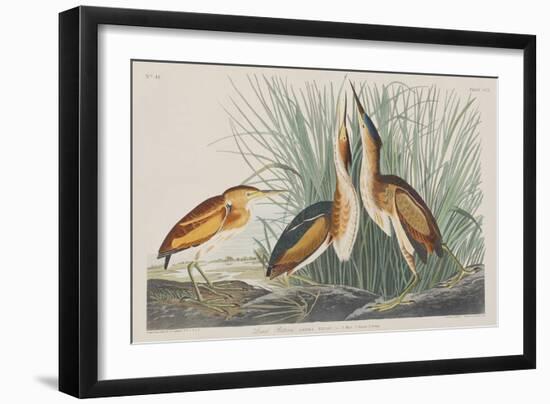 Illustration from 'Birds of America', 1827-38-John James Audubon-Framed Giclee Print