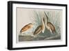 Illustration from 'Birds of America', 1827-38-John James Audubon-Framed Giclee Print