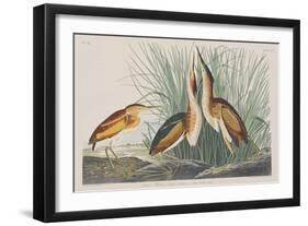 Illustration from 'Birds of America', 1827-38-John James Audubon-Framed Giclee Print