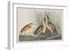 Illustration from 'Birds of America', 1827-38-John James Audubon-Framed Giclee Print