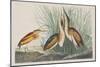 Illustration from 'Birds of America', 1827-38-John James Audubon-Mounted Giclee Print