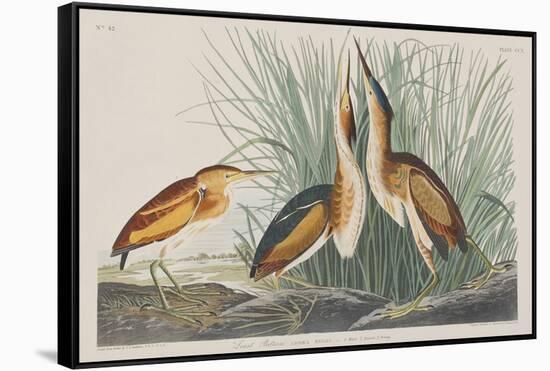 Illustration from 'Birds of America', 1827-38-John James Audubon-Framed Stretched Canvas