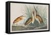 Illustration from 'Birds of America', 1827-38-John James Audubon-Framed Stretched Canvas