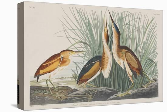 Illustration from 'Birds of America', 1827-38-John James Audubon-Stretched Canvas