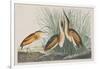 Illustration from 'Birds of America', 1827-38-John James Audubon-Framed Giclee Print