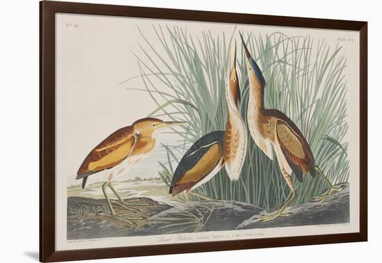 Illustration from 'Birds of America', 1827-38-John James Audubon-Framed Giclee Print