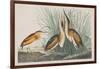 Illustration from 'Birds of America', 1827-38-John James Audubon-Framed Giclee Print