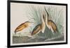 Illustration from 'Birds of America', 1827-38-John James Audubon-Framed Giclee Print