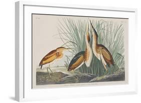 Illustration from 'Birds of America', 1827-38-John James Audubon-Framed Giclee Print