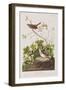 Illustration from 'Birds of America', 1827-38-John James Audubon-Framed Giclee Print