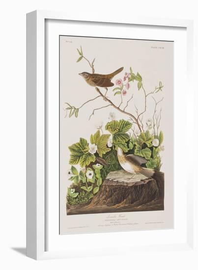 Illustration from 'Birds of America', 1827-38-John James Audubon-Framed Giclee Print