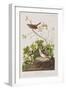 Illustration from 'Birds of America', 1827-38-John James Audubon-Framed Giclee Print