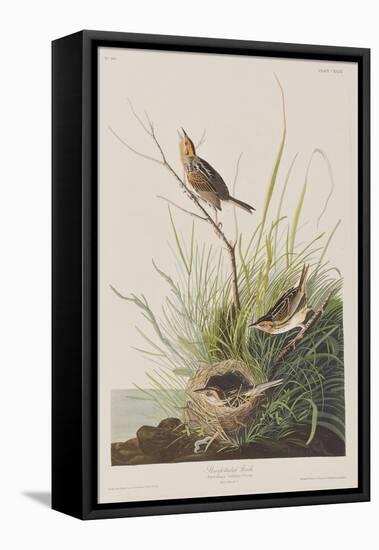 Illustration from 'Birds of America', 1827-38-John James Audubon-Framed Stretched Canvas