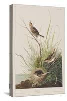 Illustration from 'Birds of America', 1827-38-John James Audubon-Stretched Canvas