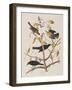 Illustration from 'Birds of America', 1827-38-John James Audubon-Framed Giclee Print