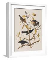 Illustration from 'Birds of America', 1827-38-John James Audubon-Framed Giclee Print