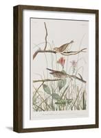 Illustration from 'Birds of America', 1827-38-John James Audubon-Framed Giclee Print