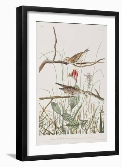 Illustration from 'Birds of America', 1827-38-John James Audubon-Framed Giclee Print