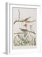 Illustration from 'Birds of America', 1827-38-John James Audubon-Framed Giclee Print