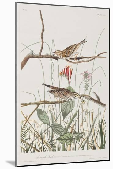 Illustration from 'Birds of America', 1827-38-John James Audubon-Mounted Giclee Print