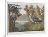 Illustration from 'Birds of America', 1827-38-John James Audubon-Framed Giclee Print