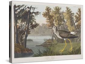 Illustration from 'Birds of America', 1827-38-John James Audubon-Stretched Canvas