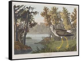 Illustration from 'Birds of America', 1827-38-John James Audubon-Framed Stretched Canvas