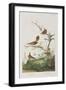 Illustration from 'Birds of America', 1827-38-John James Audubon-Framed Giclee Print