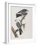 Illustration from 'Birds of America', 1827-38-John James Audubon-Framed Giclee Print