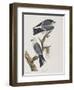 Illustration from 'Birds of America', 1827-38-John James Audubon-Framed Premium Giclee Print