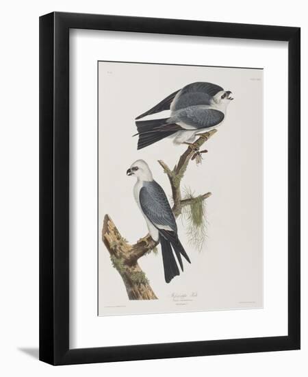 Illustration from 'Birds of America', 1827-38-John James Audubon-Framed Premium Giclee Print