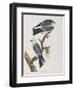 Illustration from 'Birds of America', 1827-38-John James Audubon-Framed Premium Giclee Print