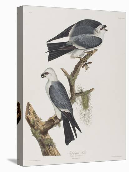 Illustration from 'Birds of America', 1827-38-John James Audubon-Stretched Canvas