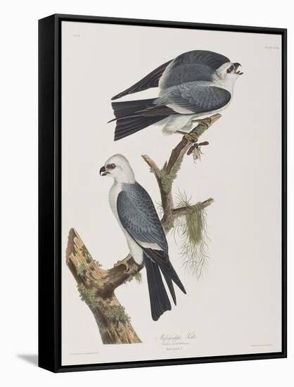 Illustration from 'Birds of America', 1827-38-John James Audubon-Framed Stretched Canvas