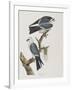 Illustration from 'Birds of America', 1827-38-John James Audubon-Framed Giclee Print