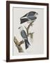 Illustration from 'Birds of America', 1827-38-John James Audubon-Framed Giclee Print