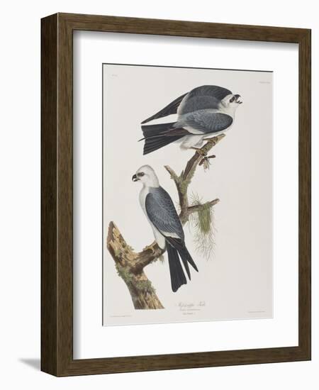 Illustration from 'Birds of America', 1827-38-John James Audubon-Framed Giclee Print