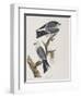 Illustration from 'Birds of America', 1827-38-John James Audubon-Framed Giclee Print